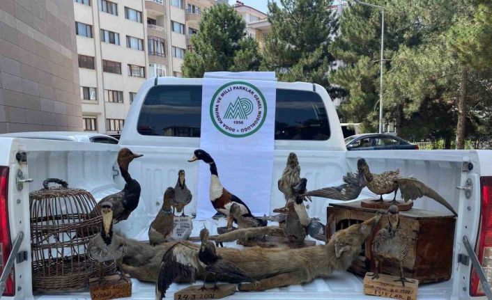 Afyonkarahisar’da 14 tahnit hayvan ve 2 kafes ele geçirildi