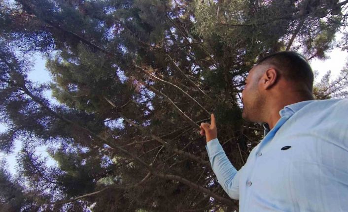 Ağaç gölgesinde ürküten manzara, fareyi yutmaya çalışan yılanla göz göze geldi