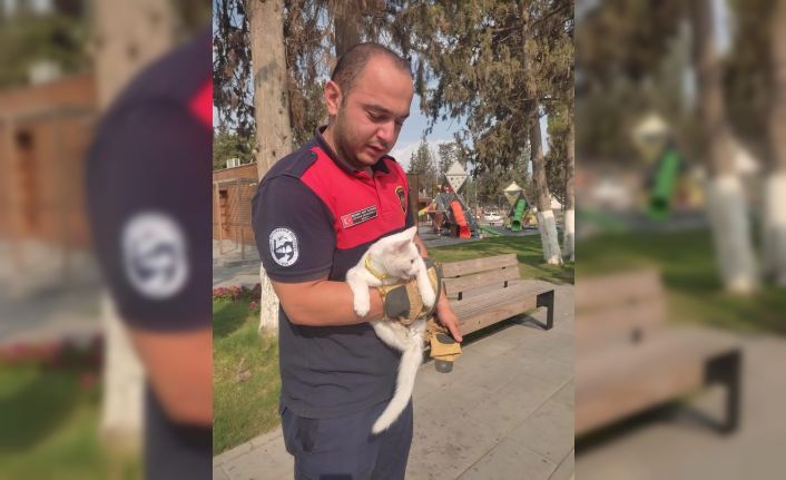 Ağaçta mahsur kalan kediyi itfaiye kurtardı