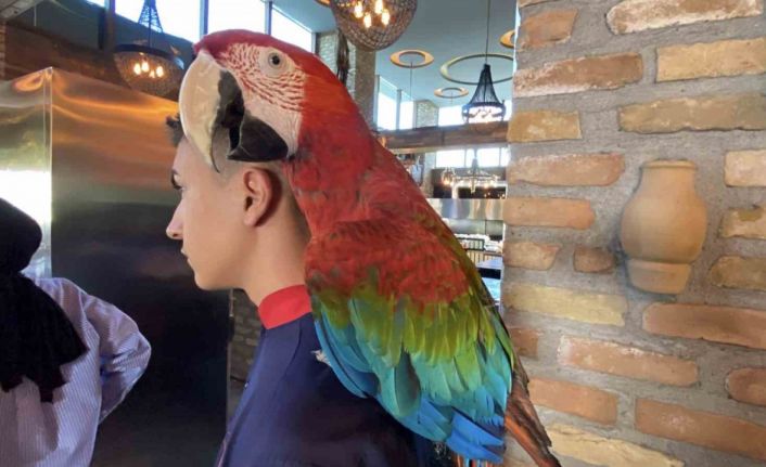 Aksaray’da restorana papağan operasyonu