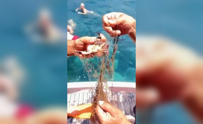 Alanya’da ağa takılan yengeçler kurtarıldı