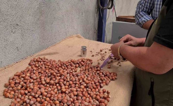 Alaplı’da fındık hasat tarihleri belli oldu