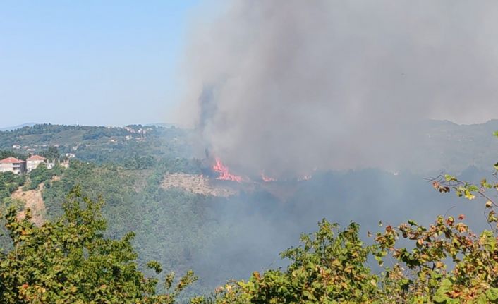 Alaplı’da ormanlık alanda yangın