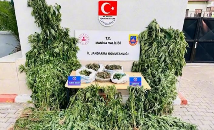 Alaşehir’de yasa dışı kenevir ekimine jandarma darbesi