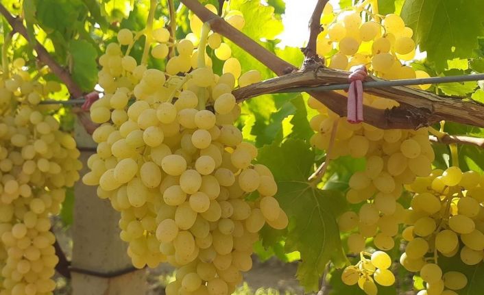 Altın sarısı Sultaniye üzümün yolculuğu başladı