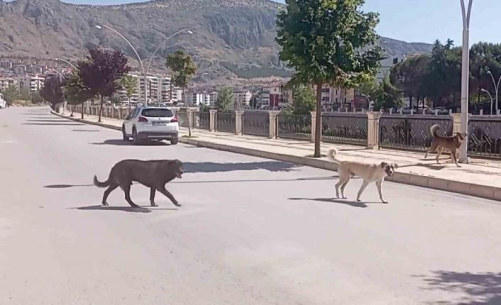 Amasya sokaklarında halkı korkutan ’köpek çetesi’