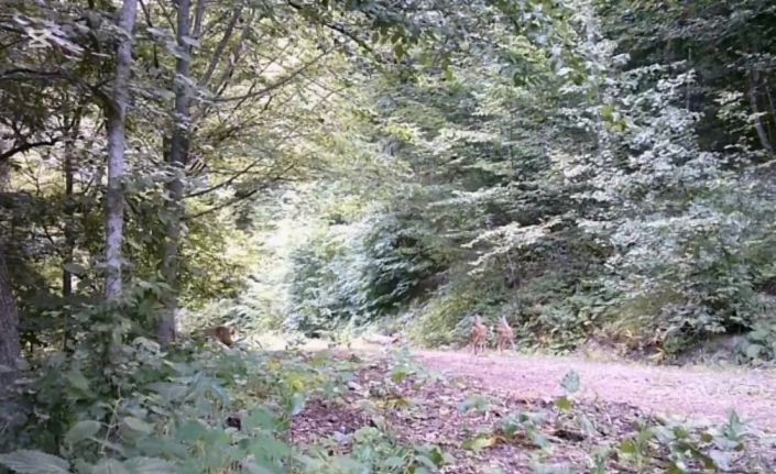 Anne ve yavru karacalar orman turunda fotokapana yansıdı
