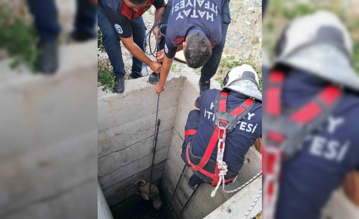 Antakya’da 10 metrelik kuyuya düşen köpeği itfaiye kurtardı