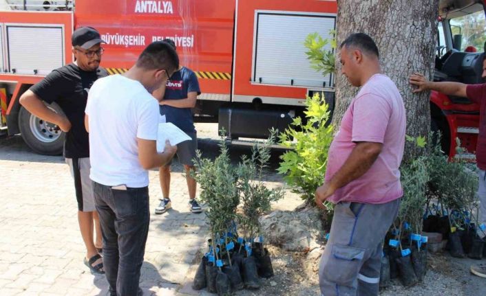 Antalya Büyükşehir Belediyesi’nden zeytin seferberliği