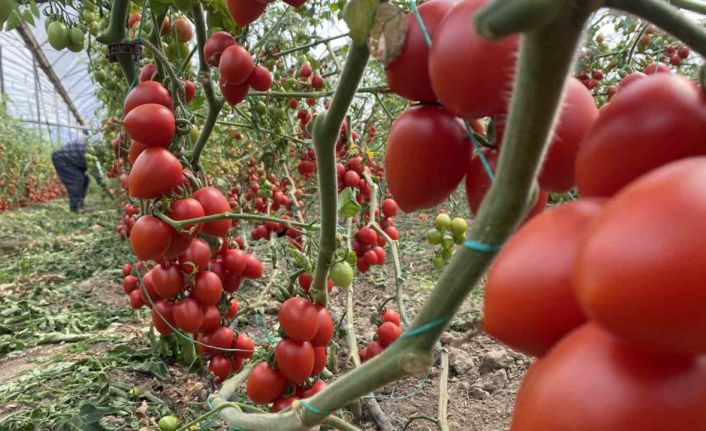 Antalya hallerinde haziran ayında domates yıllık miktarda yüzde 86 arttı