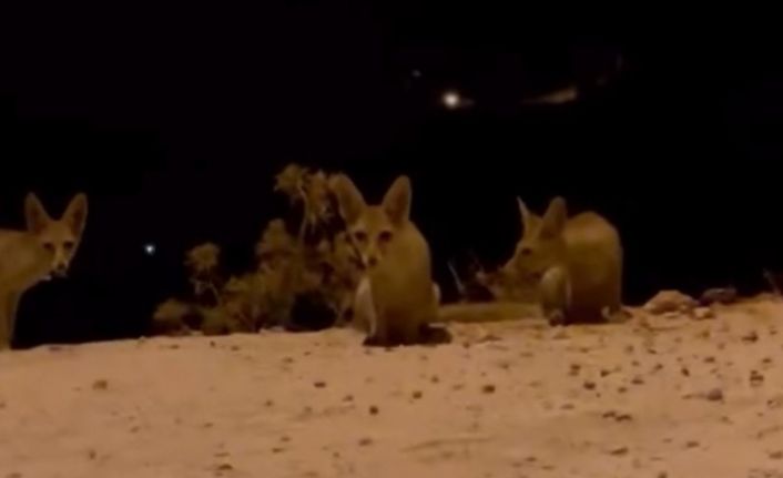 Antalya’da aç kalan tilki yavrularını kraker ve bisküviyle beslediler