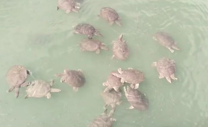 Antalya’da saldırgan Nil kaplumbağası uyarısı