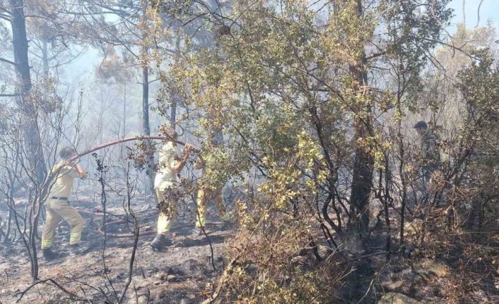 Antalya’daki orman yangınında 2,8 hektarlık alan zarar gördü