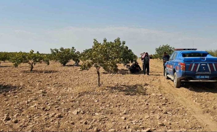 Antep fıstığı hasadı yaparken fenalaşan işçi hayatını kaybetti