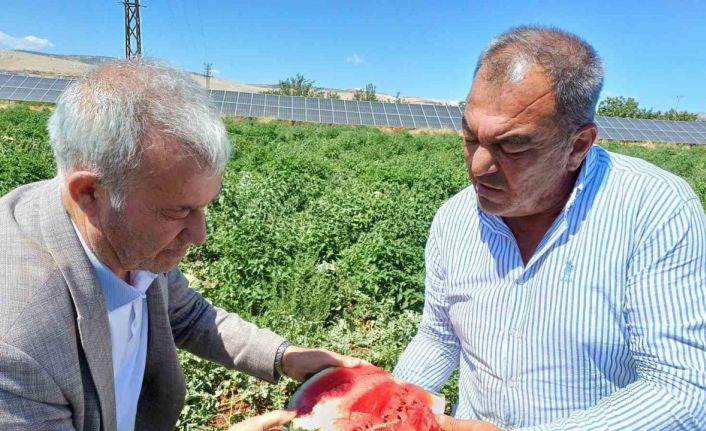 Araban’da karpuz hasadı başladı