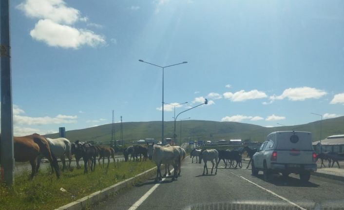 Ardahan’da başıboş atlar trafikte tehlike saçıyor