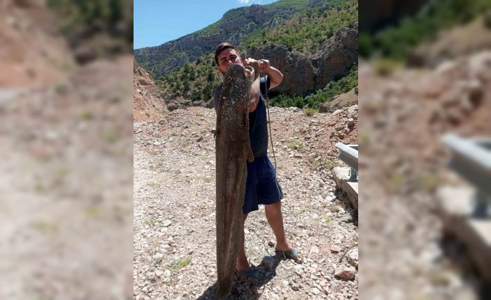 Ardanuç’ta baraj gölünde dev yayın balıkları yakalandı