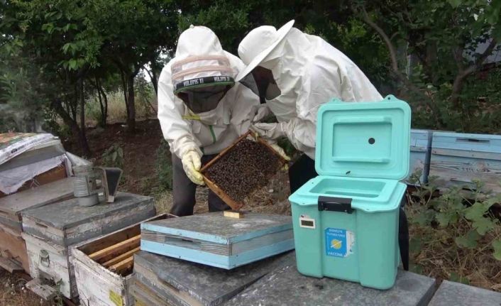 Arı sütü ineklerde kısırlığı tedavi etti, şimdi sıra insanlarda