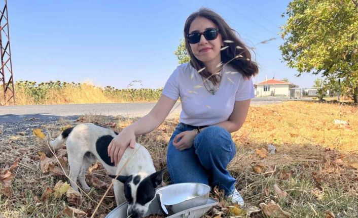 Armatürler sokak hayvanları için mama ve su kabına dönüştürülüyor