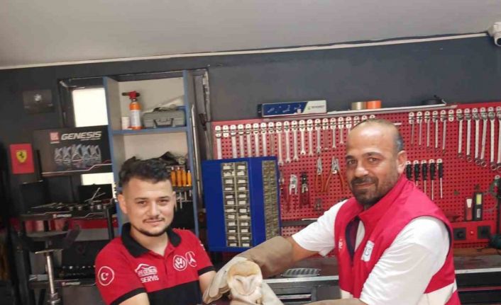 Arnavutköy’de nadir rastlanan peçeli baykuş bulundu