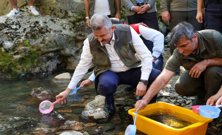 Artvin’de 5 bin kırmızı benekli alabalık doğaya salındı