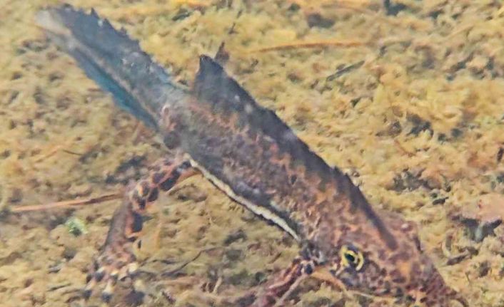 Artvin’de nesli tehlike altındaki Kafkas semenderi görüntülendi