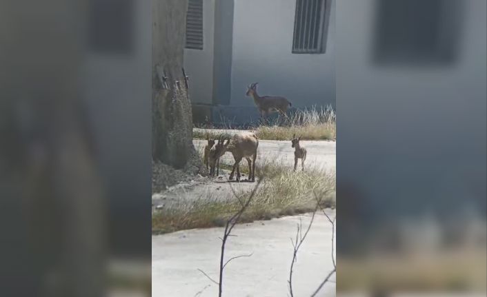 Artvin’de yaban hayatı cep telefonu kamerasına yansıdı