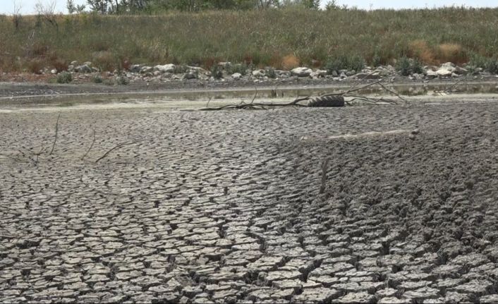 Aşırı sıcaktan kuruyan gölette balıklar telef oldu