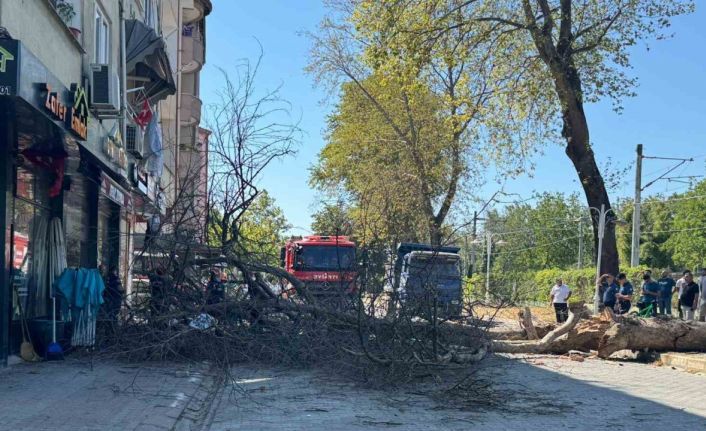 Asırlık çınar ağacı 4 katlı binanın üzerine devrildi, camlar kırıldı