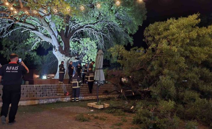 Asırlık çınar ağacının kopan dalı 4 kişiyi yaraladı