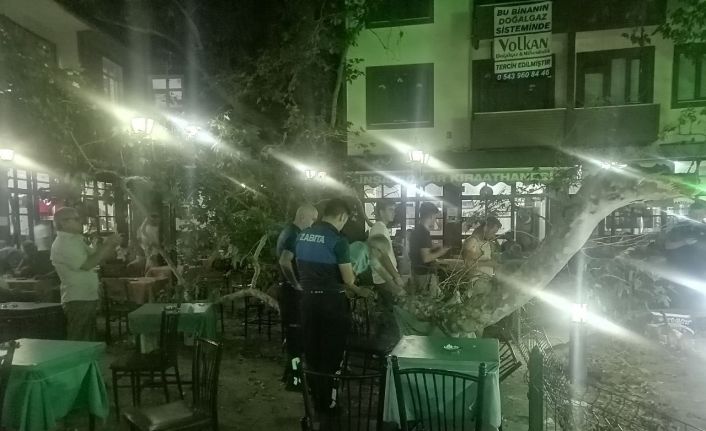 Asırlık çınarın dalı kalabalığın üzerine düştü: 1 yaralı