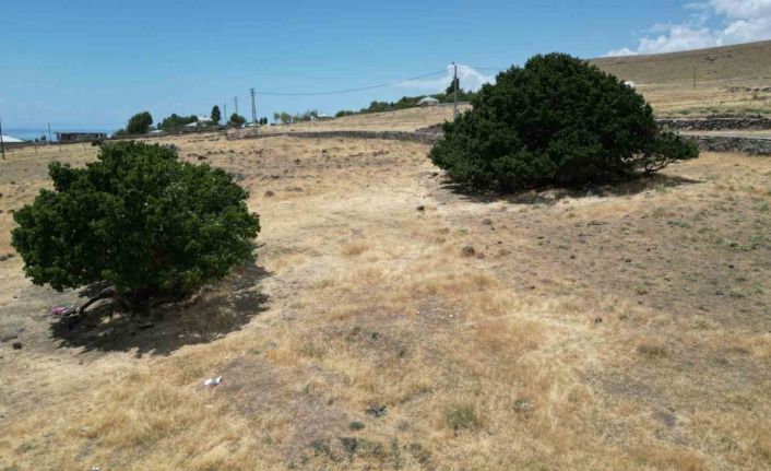 Asırlık dut ağaçları zamana meydan okuyor