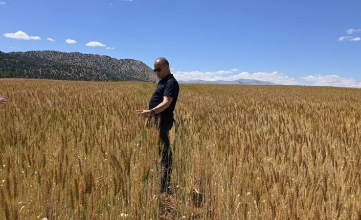 Atıl araziler üretime kazandırıldı buğday üretimi yapıldı