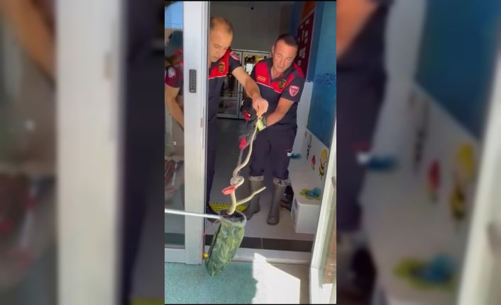 Ayakkabılıktan çıkan yılan paniğe neden oldu