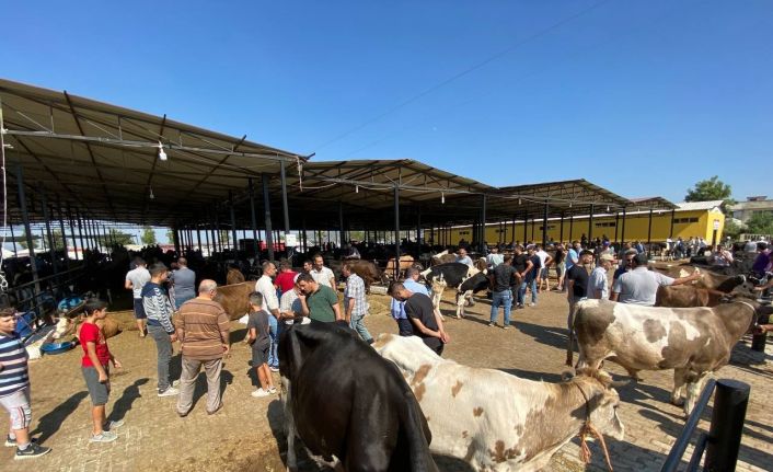 Aydın’da hayvan pazarları şap hastalığı tedbirleri kapsamında kapatıldı