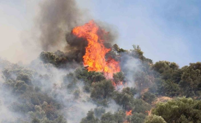 Aydın’daki orman yangını kontrol altına alındı