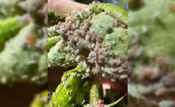 Aydıntepe’deki meyve bahçelerinde böcek ve mantar kontrolleri yapıldı