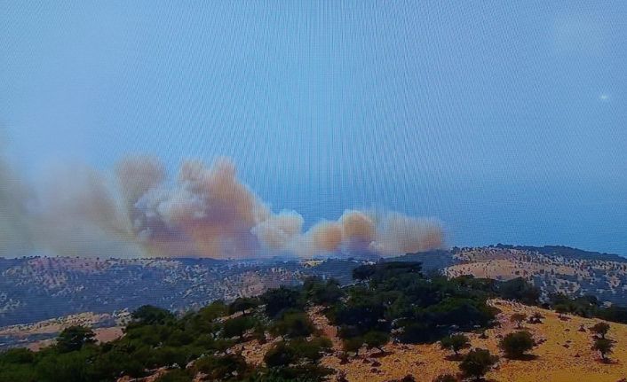 Ayvacık’ta başlayan orman yanınına müdahale ediliyor