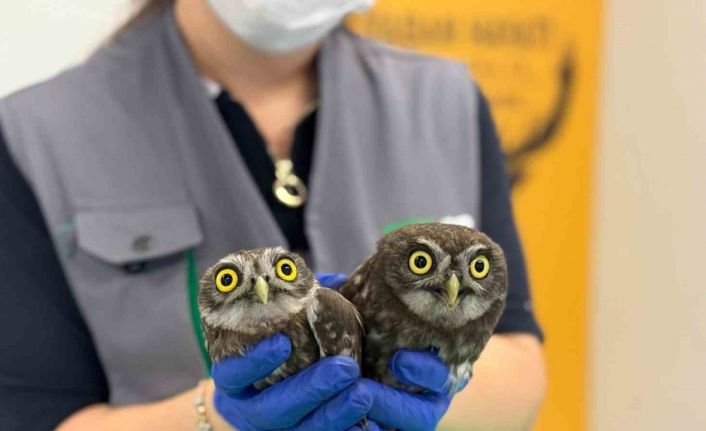Bacadan kurtarılan baykuşlar Ormanya’ya teslim edildi
