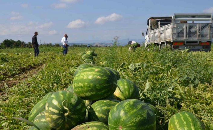 Bafra Ovası’nda karpuz hasadı başladı