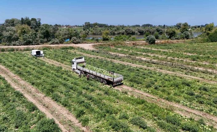 Bafra Ovası’nda kavun ve karpuz hasadı hız kazandı