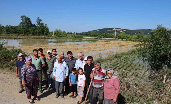 Bafra’da su kanalı taştı, mahsuller sular altında: Üreticiler tepkili