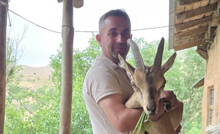 Bahçesaray’da bitkin dağ keçisine şefkat eli