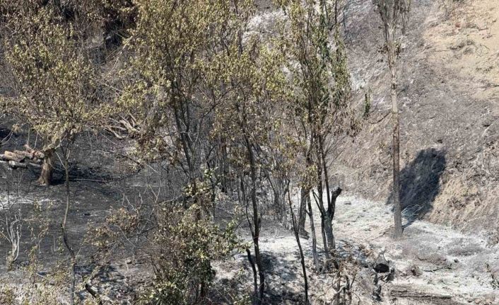 Bakan Yardımcısı Polat, Geyve yangınındaki son durumu açıkladı