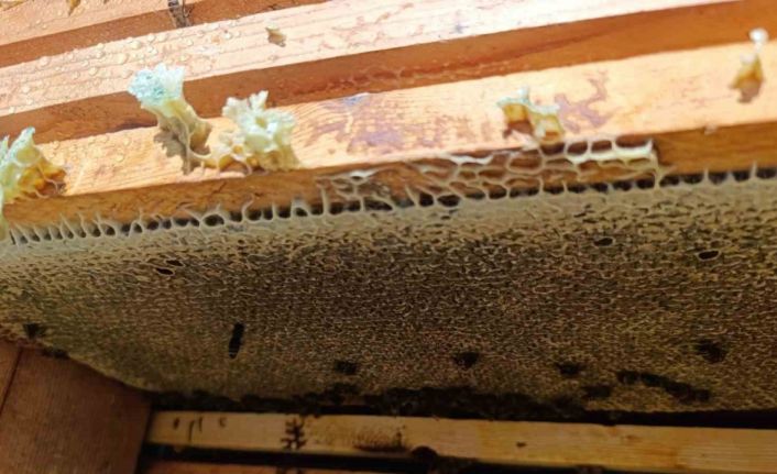 Bal gibi sezon arıcıların yüzünü güldürdü