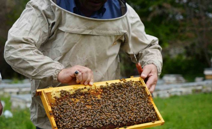 Bal verimi yüzde 40 düştü