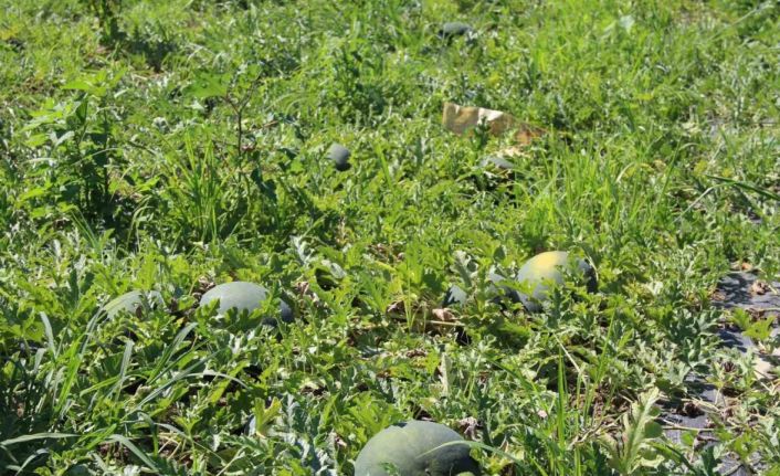 Baldan tatlı Süheyla kavunu yüz güldürdü