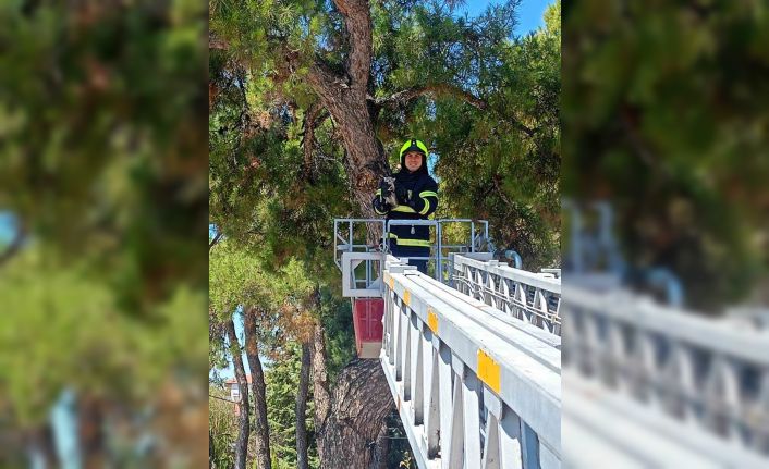 Balıkesir itfaiyesinden kedi kurtarma operasyonu