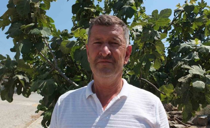 Balıkesirli çiftçi oturduğu caddeyi meyve ağaçlarıyla yeşillendirdi