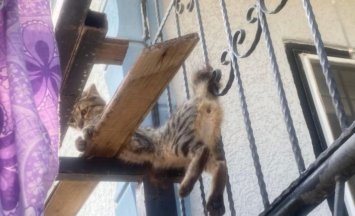 Balkon korkuluklarına sıkışan kediyi itfaiye ekipleri kurtardı